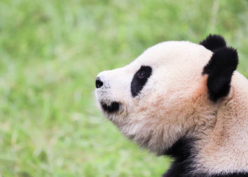 重庆十大5A级旅游景区有哪些-第3张图片-四川省中国青年旅行社